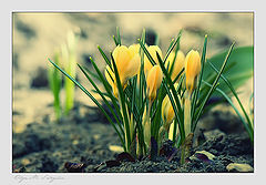 photo "***"