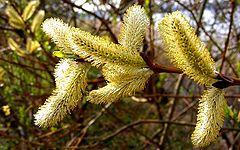 фото "Spring flower."
