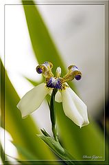 фото "Цветок"