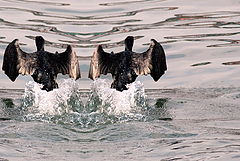 фото "Cormorant(s)"