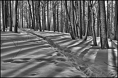 фото "Свет и тени..."