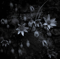фото "clematis"