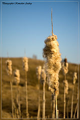 photo "Камыш"