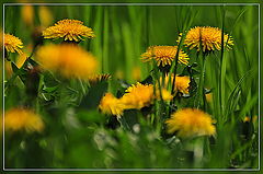 фото "across the meadow"