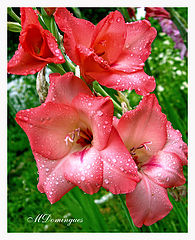 photo "Gladiolus Wind Song"