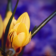 photo "***"