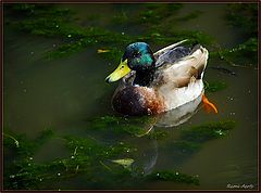 фото "ducky"