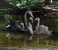 photo "The ugly ducklings"