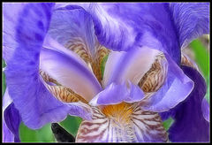 photo "Iris"