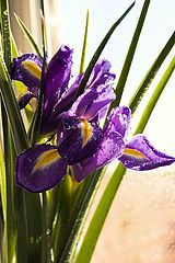 photo "Flowers"