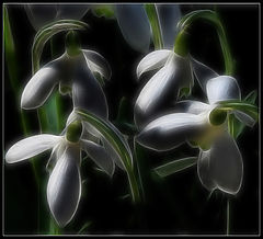 photo "spring flowers"