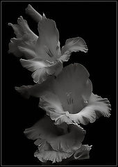 фото "mono gladioli"