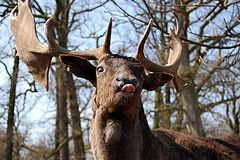 photo "Beee"