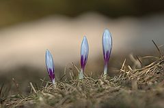 photo "zafran"