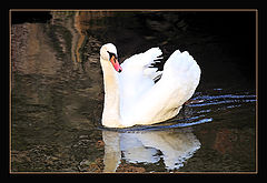 photo "Swan Lake"