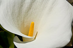 photo "***"