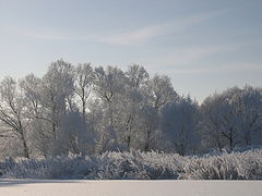 фото "Иней"