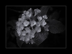 фото "viburnum burkwoodii"