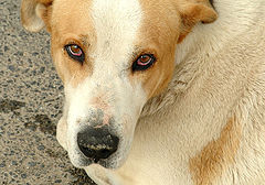 photo "THE EYES OF OUR CRISIS"