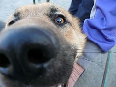 фото "Большой и мокрый нос!"