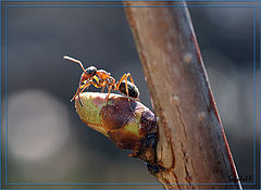 photo "макро,муравей,насекомые"