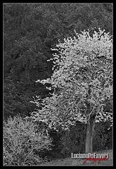 фото "Flowers in the montain"