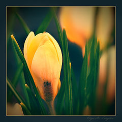 photo "***"
