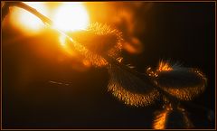 photo "Flame of life"