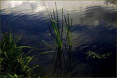 photo "Before a thunder-storm"