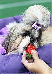 photo "Gourmet"