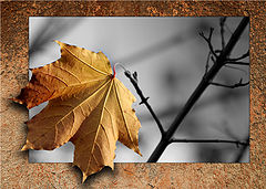photo "***"