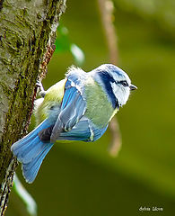 фото "Parus caeruleus"