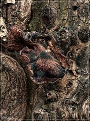 photo "Mushrooms"