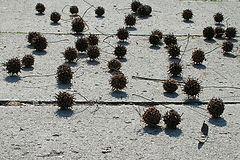 фото "nature and concrete"