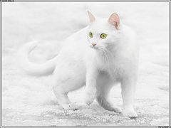 фото "цвета снега кОт"