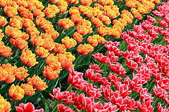фото "Diagonale"