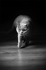 photo "*****"