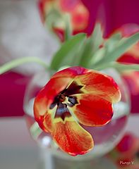 photo "***"