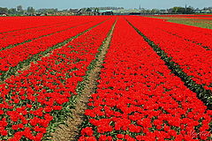 фото "Niederlande Keukenhof"