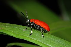 photo "Lilioceris lilii"