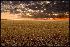 фото "поле"