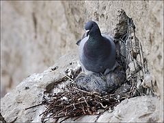 photo "Mother pigeon"