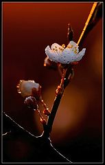 photo "***"