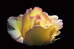 photo "Rose after rain"