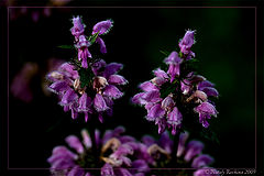 photo "***"