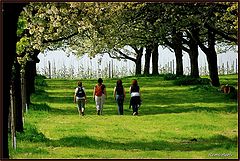 фото "spring walk"