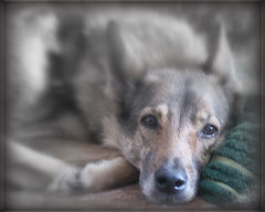 photo "***"