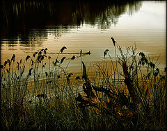 photo "***"