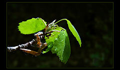 фото "little spider"