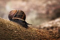 фото "caracol"